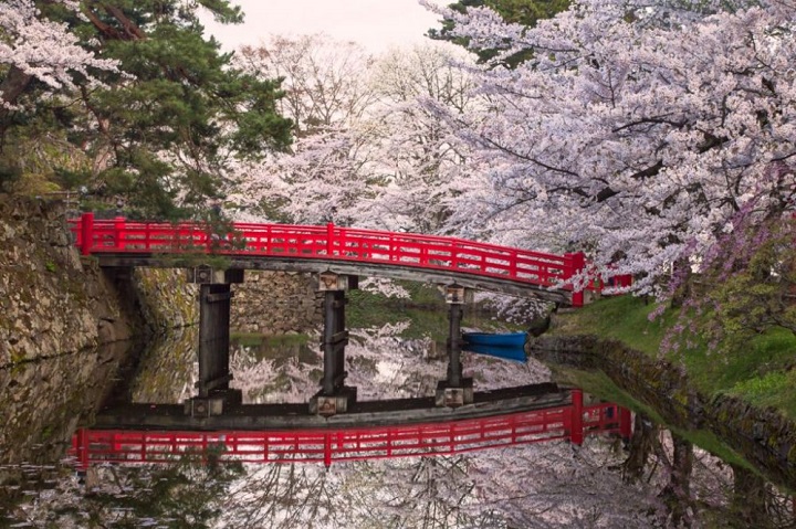 Aomori - Địa điểm hoa anh đào đẹp nhất ở phía bắc honshu