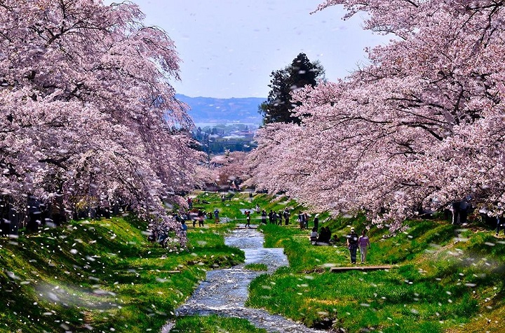 Fukushima - Thung lũng Abukuma và cảnh hoa anh đào tuyệt đẹp