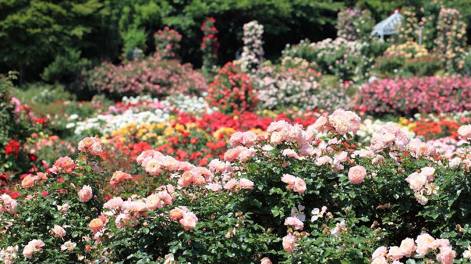 Vườn hoa hồng Keisei 
