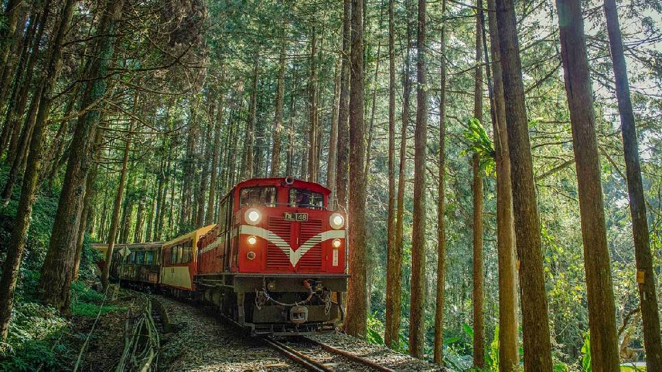 Đoàn tàu lửa chạy xuyên rừng