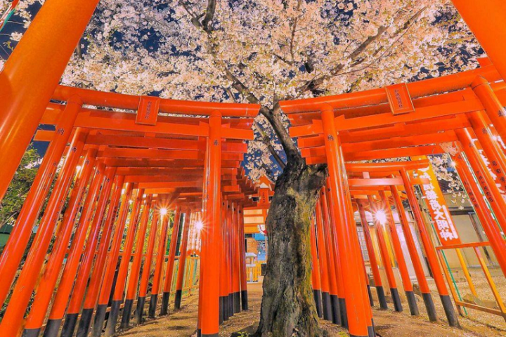 Đền ngàn cổng Fushimi Inari
