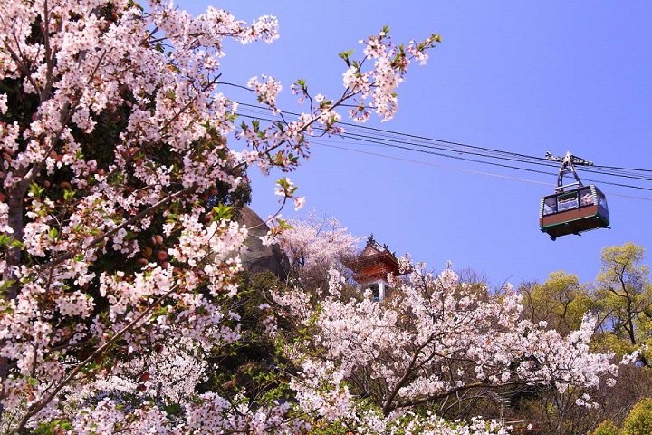 Senkoji - công viên nhất định phải ghé vào mùa hoa anh đào 