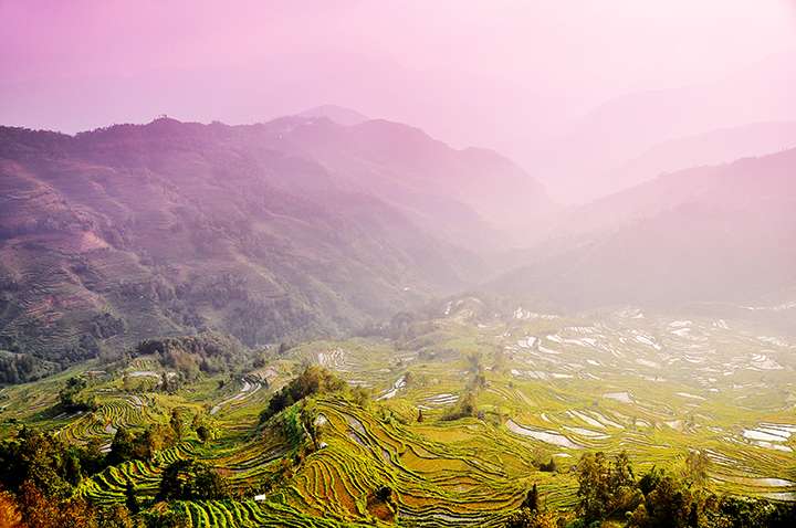 Sắc màu hoa lúa