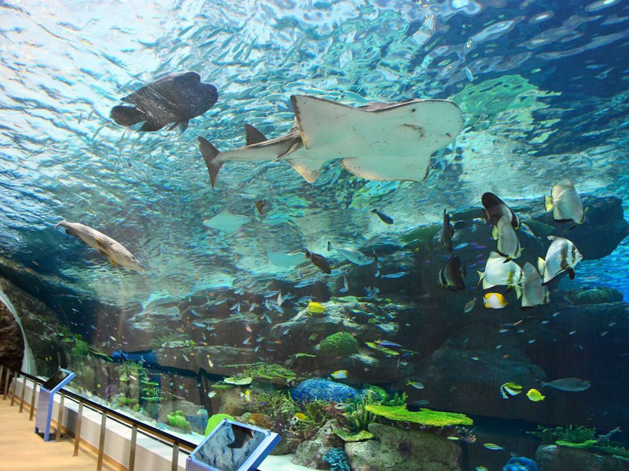 Trải nghiệm thế giới đa sắc màu tại Nagoya Port Aquarium