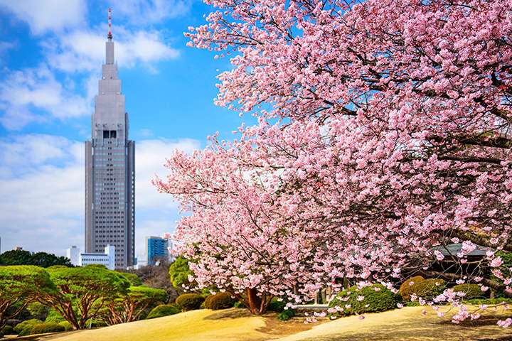 Shinjuku Gyoen chứa một số lượng lớn cây anh đào