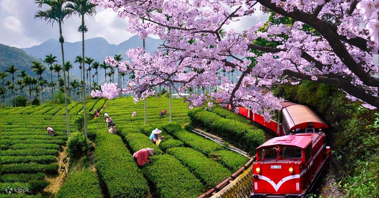 Hành trình đến núi A Lý Sơn