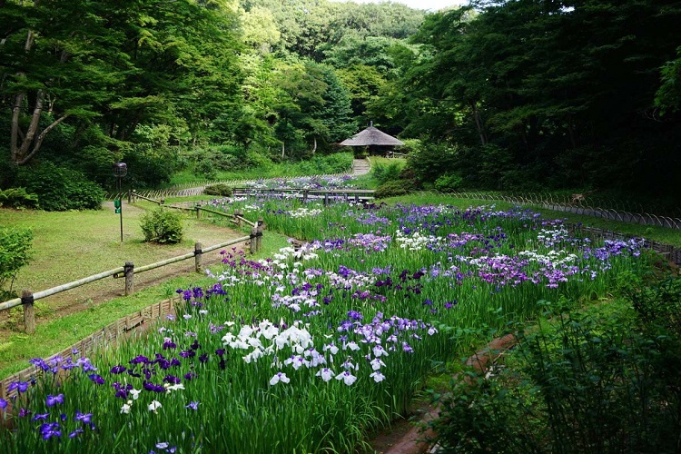 khu vườn thần tiên đền Meiji