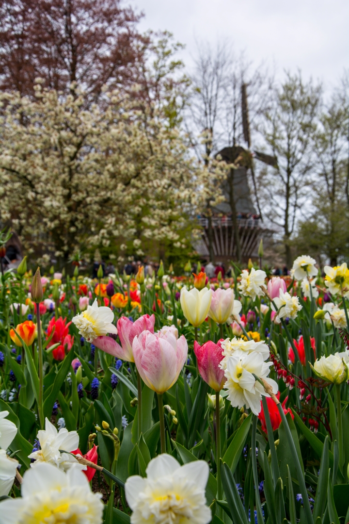 Ngắm và tận hưởng mùi hương Tulip