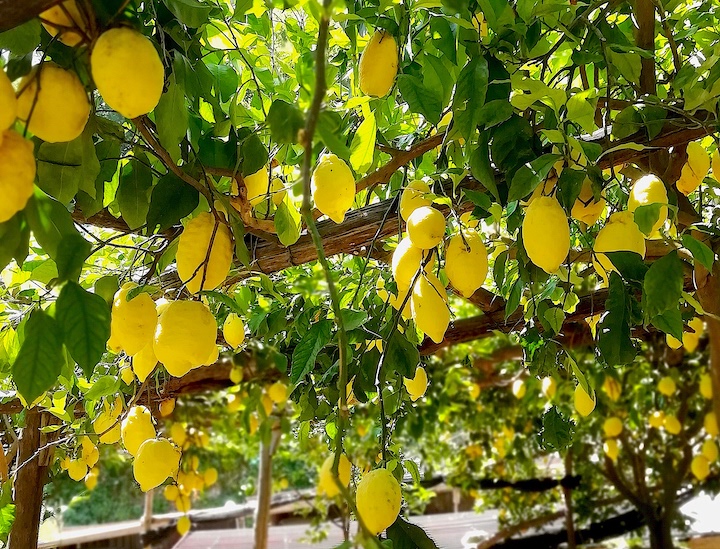 Vườn chanh cực phẩm ở Amalfi