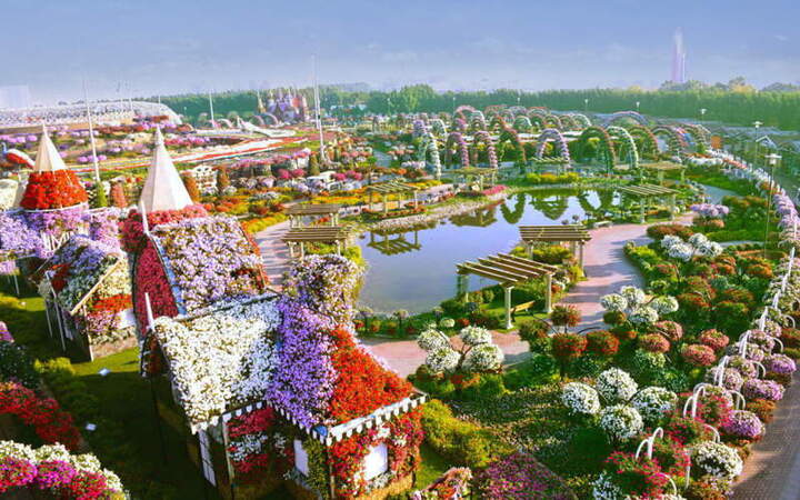 Dubai Miracle Garden l&agrave; vườn hoa duy nhất c&oacute; 50 triệu b&ocirc;ng hoa đồng loạt nở rộ