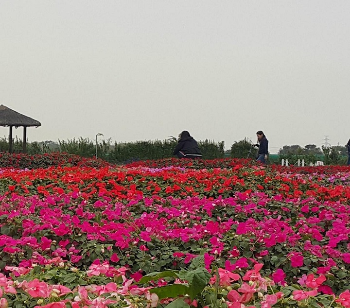 Chợ hoa Zhongshe tại Houli là một thiên đường đối với những tâm hồn đam mê hoa