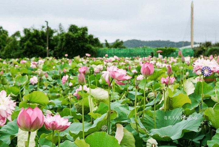 Trang trại hoa sen Baihe