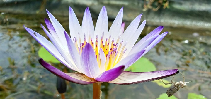Tại trang trại hoa sen Baihe, không chỉ giới thiệu hoa sen với du khách mà còn là nơi sáng tạo ra các món ăn ngon từ loài hoa này
