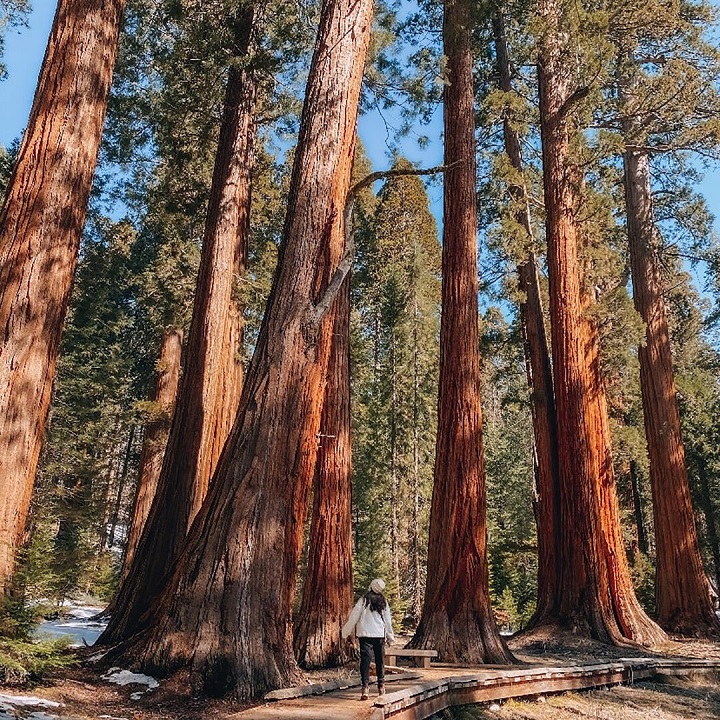 Giant trees trail