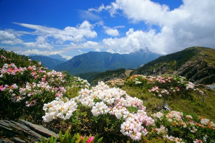 Bức tranh hoa nở lộng lẫy trên núi Yushan