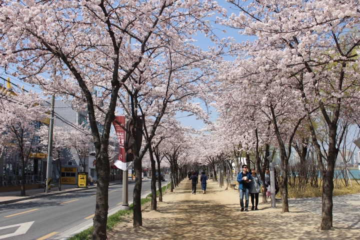 Hoa anh đào đẹp ngất ngây bên hồ Suseong