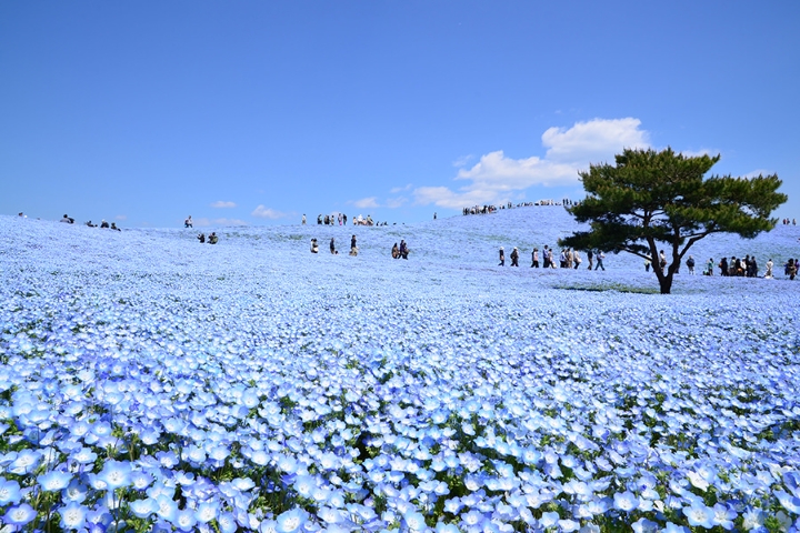 Bức tranh hoa Nemophila&nbsp; xanh ng&aacute;t như bầu trời&nbsp;
