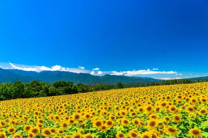 C&aacute;nh đồng hoa hướng dương v&agrave;ng rực h&ograve;a hợp với m&agrave;u xanh của đồng cỏ Kochia