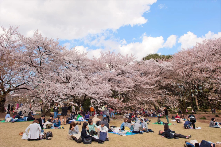 Phong tục ngắm hoa anh đầu xu&acirc;n ở Nhật Bản được gọi l&agrave; Hanami