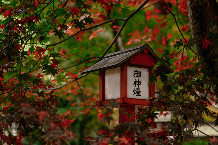 Momiji-gari - biểu tượng của mùa thu Nhật Bản