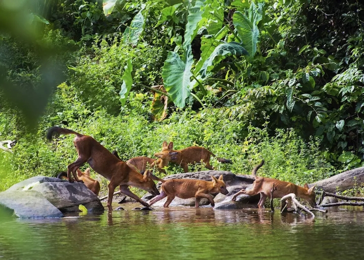 Đ&agrave;n hươu Sambar trong vườn Quốc gia Khao Yai