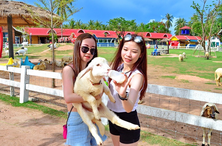 Trang trại Cừu Pattaya - Khu vườn trong mơ nằm ngo&agrave;i Quốc lộ 7