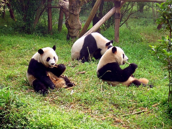 Đây thực sự là một "thiên đàng" cho những chú gấu trúc đáng yêu