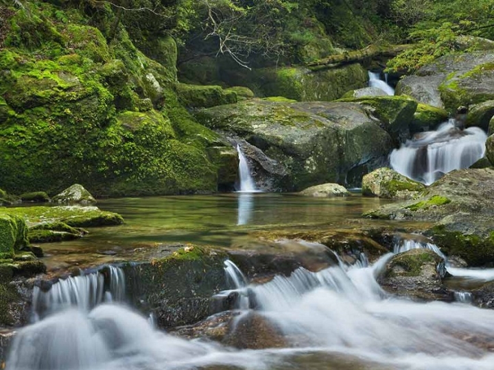 Đảo Yakushima - Thiên đường tự nhiên với những khu rừng nguyên sinh xanh mướt và thác nước hùng vĩ