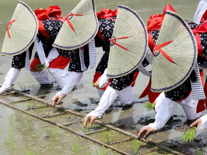 Lễ hội Otaue tái hiện nghi thức cấy lúa cổ xưa, gắn liền văn hóa Nhật suốt hàng nghìn năm.