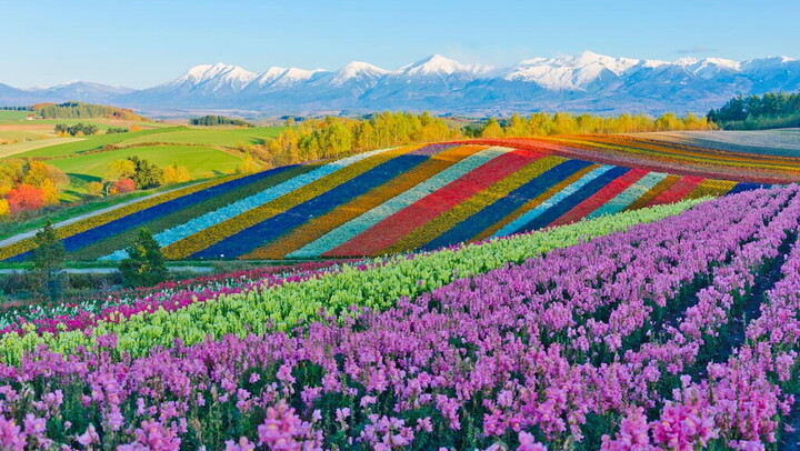 Vẻ đẹp thiên nhiên của Hokkaido sẽ khiến du khách phải choáng ngợp