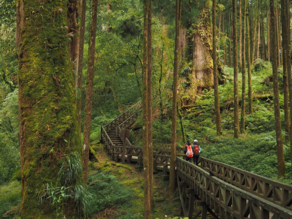 Cung đường mòn Giant Trees với những gốc cây cổ thụ khổng lồ