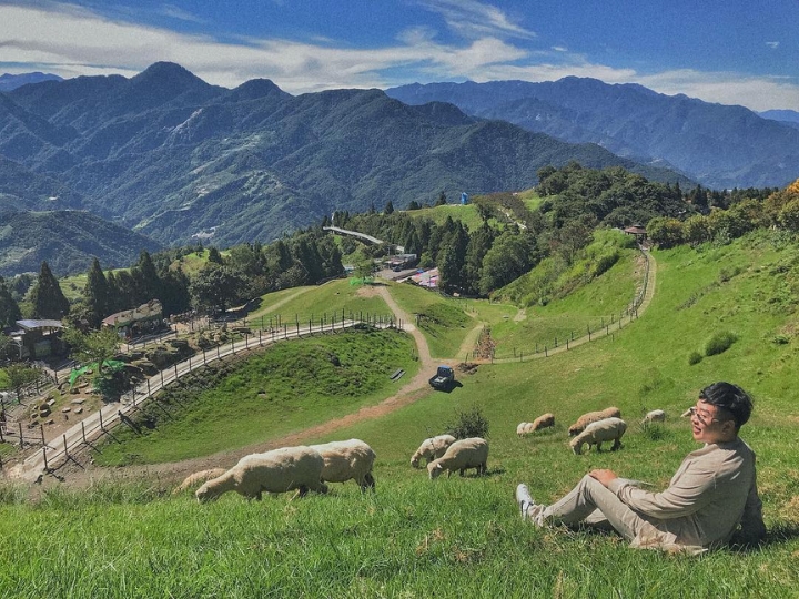 Trải nghiệm thú vị cùng đàn cừu tại Cingjing Farm