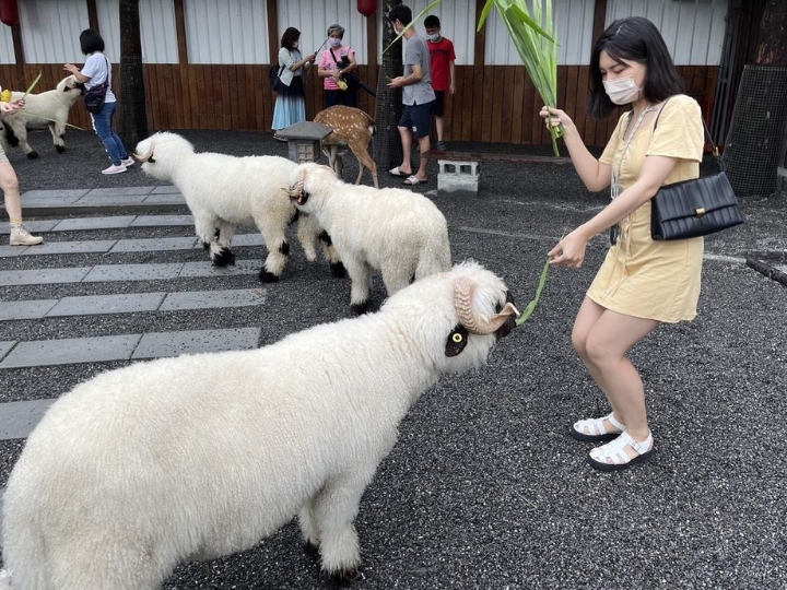 Du khách vui vẻ tương tác với các loài động vật tại Trang trại Zhang Mei Ama’s Farm