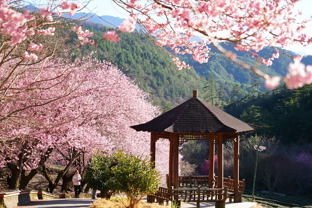 Dương Minh Sơn rực rỡ sắc hoa anh đào mỗi độ xuân về