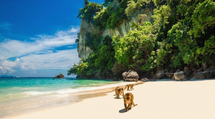 Bãi cát trắng và khỉ hoang dã tại Monkey Beach