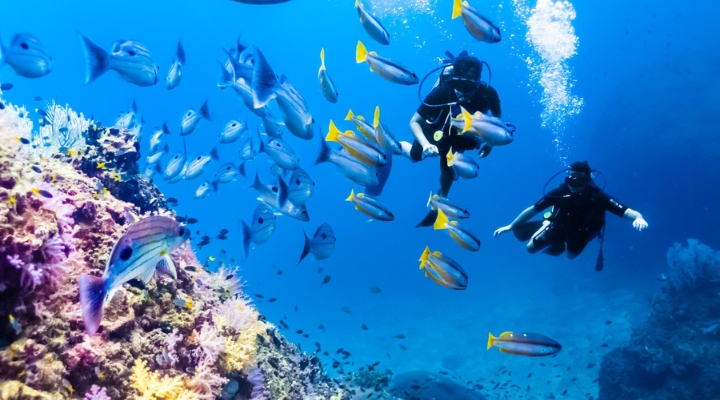 Lặn biển tại Hin Muang là một trải nghiệm cực kỳ thú vị khi du lịch đảo Koh Phi Phi