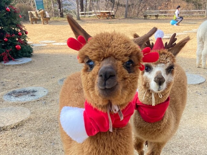 Những chú alpaca đáng yêu tại Công viên Alpaca World