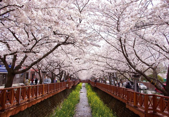 Bạn có thể ngắm hoa anh đào ở Jinhae vào mùa xuân