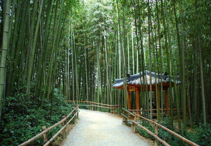 Vườn trúc Juknokwon có cảnh quan thiên nhiên hùng vĩ, là nơi bảo tồn hàng nghìn cây trúc