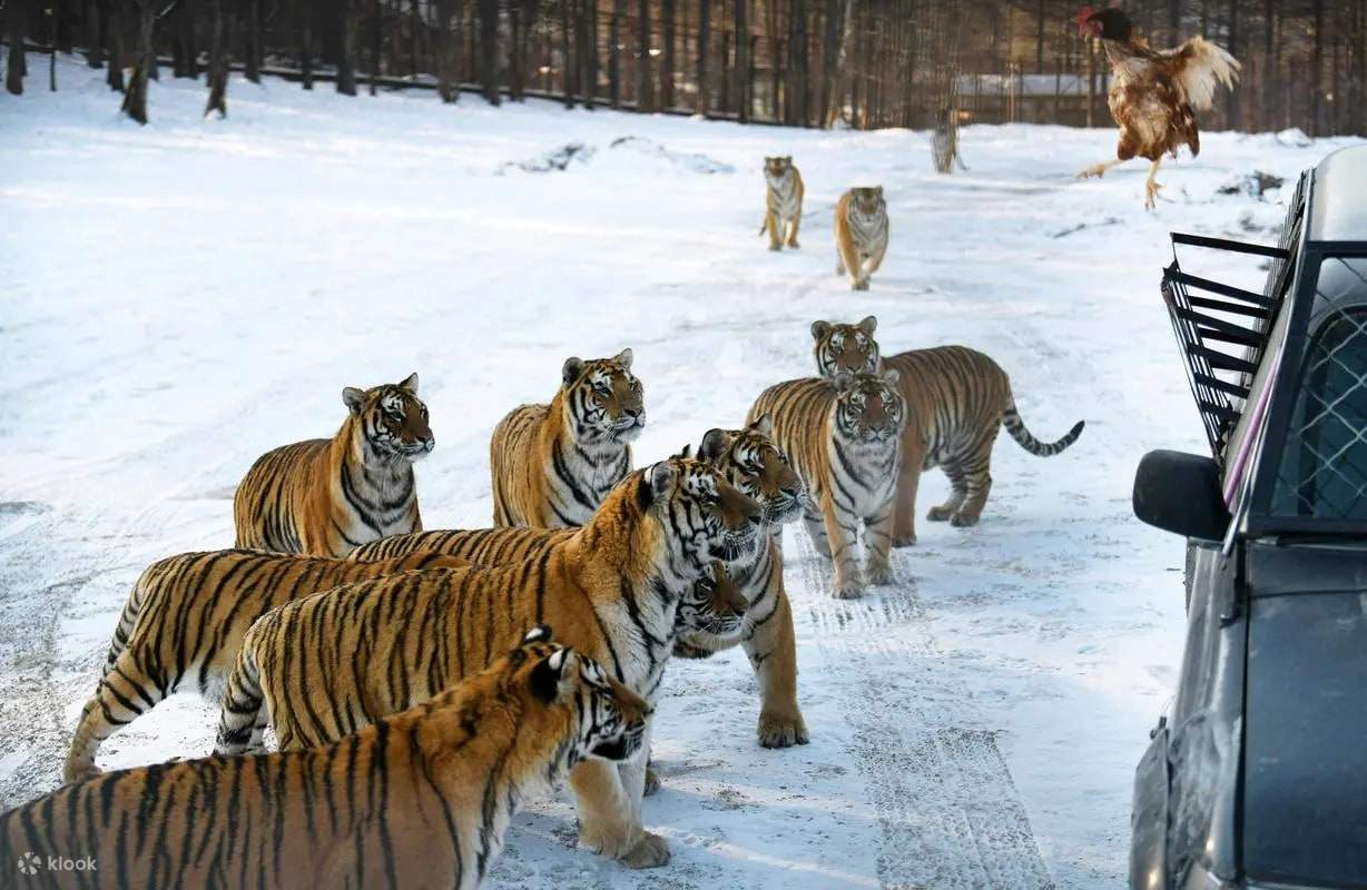 Công viên Hổ Siberia là nơi bảo tồn loài hổ Siberia quý hiếm