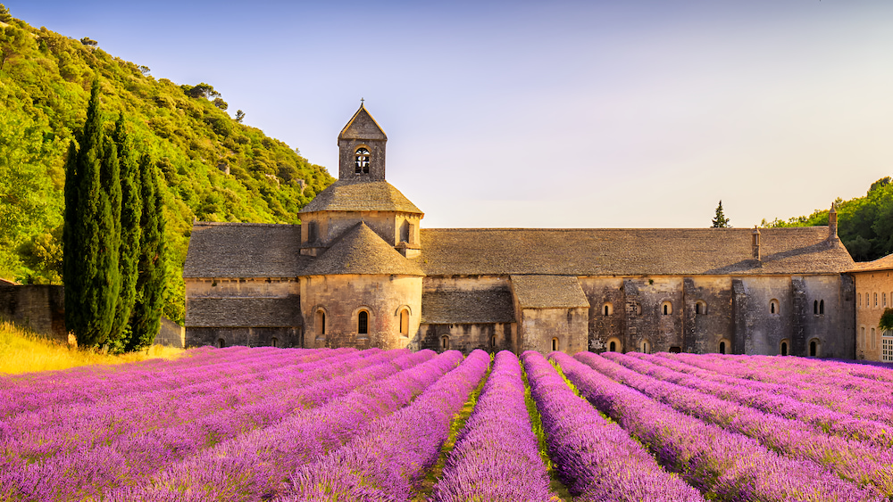 Mùa hè Provence ghi dấu ấn với những cánh đồng hoa oải hương tím biếc trải dài