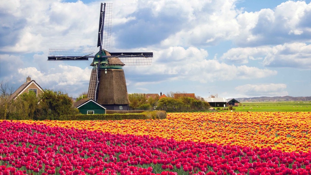 Cối xay gió bên vườn tulip