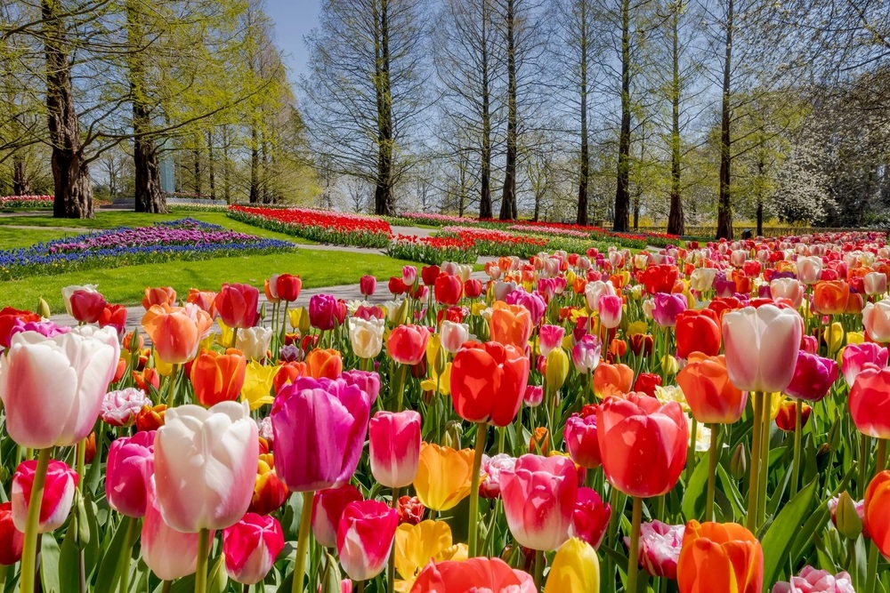 Tulip nở rộ khắp c&aacute;c c&ocirc;ng vi&ecirc;n tại Amsterdam