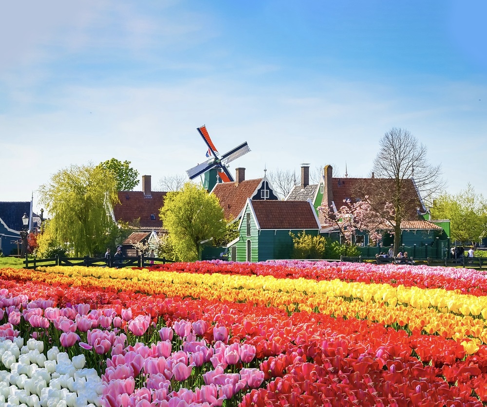 Những dải hoa tulip uốn lượn tạo n&ecirc;n bức tranh sống động trải d&agrave;i khắp khu vườn xu&acirc;n H&agrave; Lan