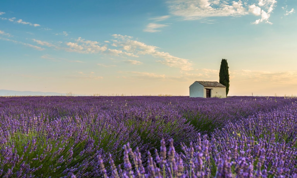 Cánh đồng oải hương Provence tháng 6 với sắc tím rực rỡ