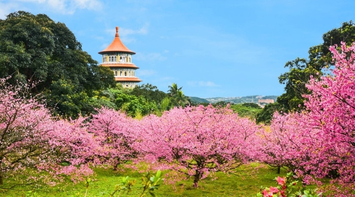 Mùa xuân được xem là mùa đẹp nhất trong năm để du khách đi du lịch tại Đài Loan.