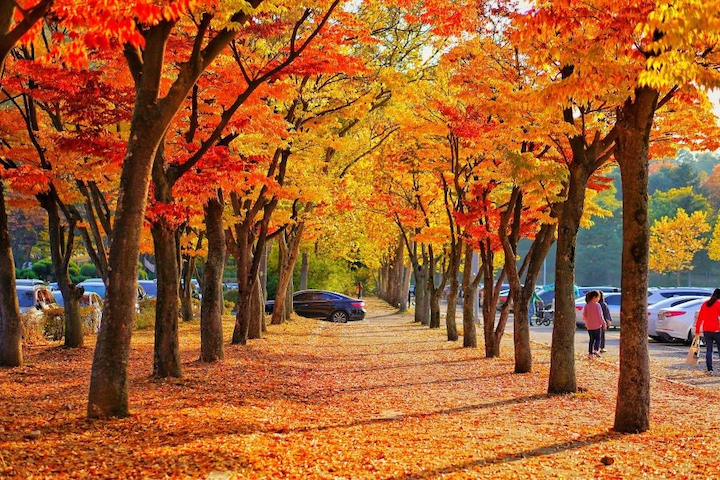 Con đường Hyeonchungsa rực rỡ với sắc vàng, đỏ