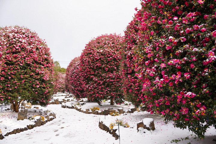 Đồi Camellia ngập sắc hoa trà vào tháng 2