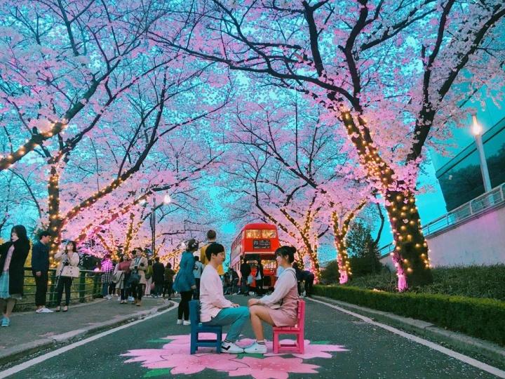 Vẻ đẹp rực rỡ ngập tràn sắc hồng khắp các công viên và khu vực nổi bật trên toàn Hàn Quốc