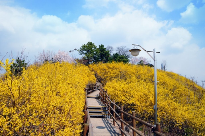 Vẻ đẹp của những cánh hoa Forsythia vàng rực rỡ, phủ đầy sườn núi Eungbongsan